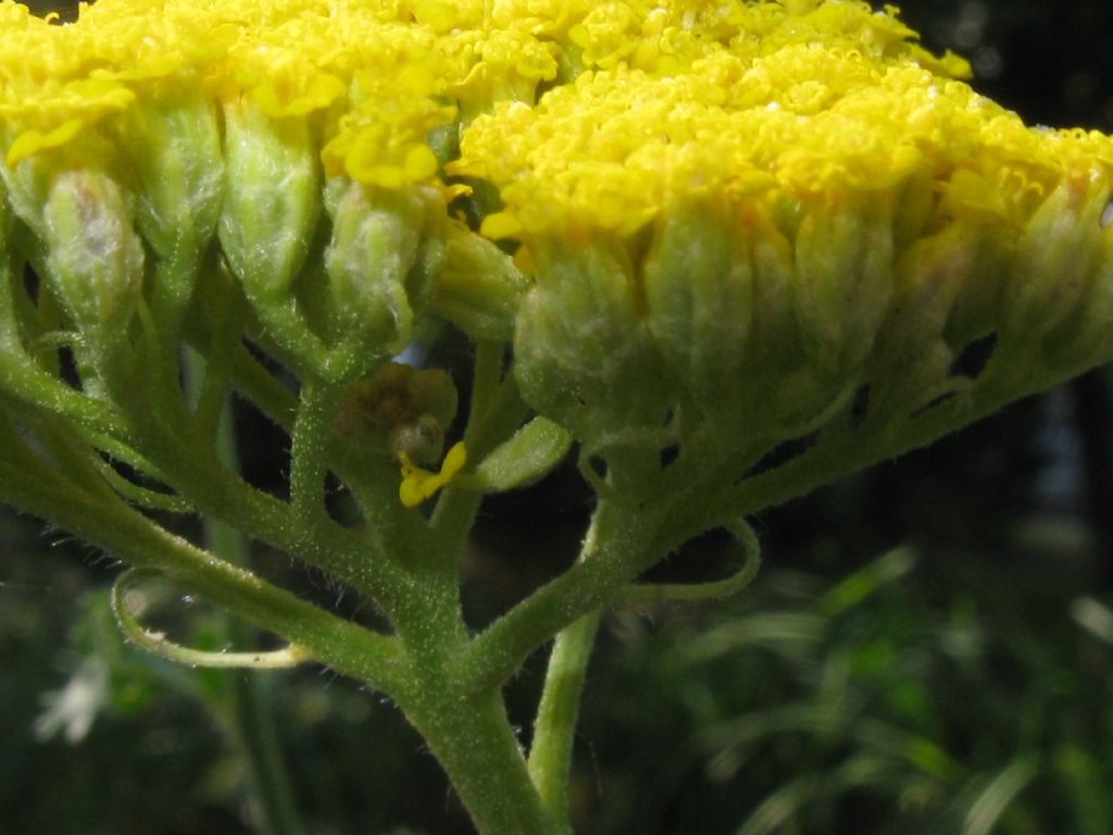 Achillea filipendulina / Millefoglio a foglie di Filipendula