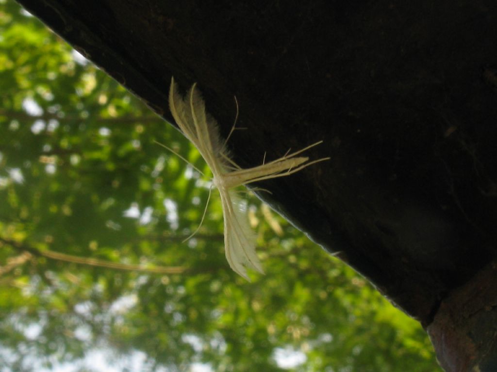 Quale Pterophoridae? Pterophorus pentadactylus