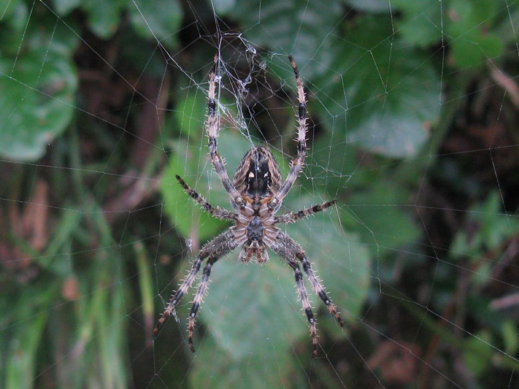 Araneus diadematus - Imbersago (LC)