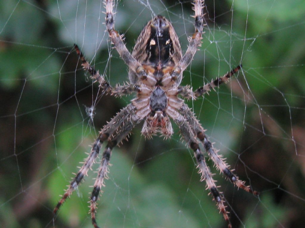 Araneus diadematus - Imbersago (LC)