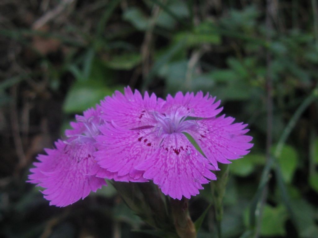 Dianthus seguieri