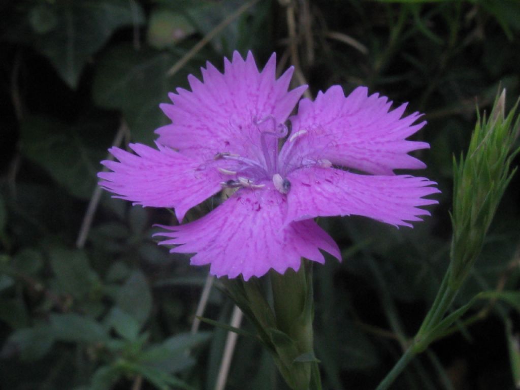 Dianthus seguieri