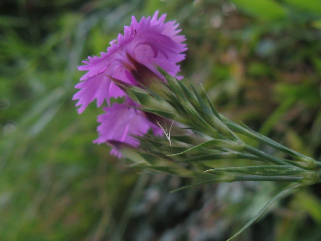 Dianthus seguieri