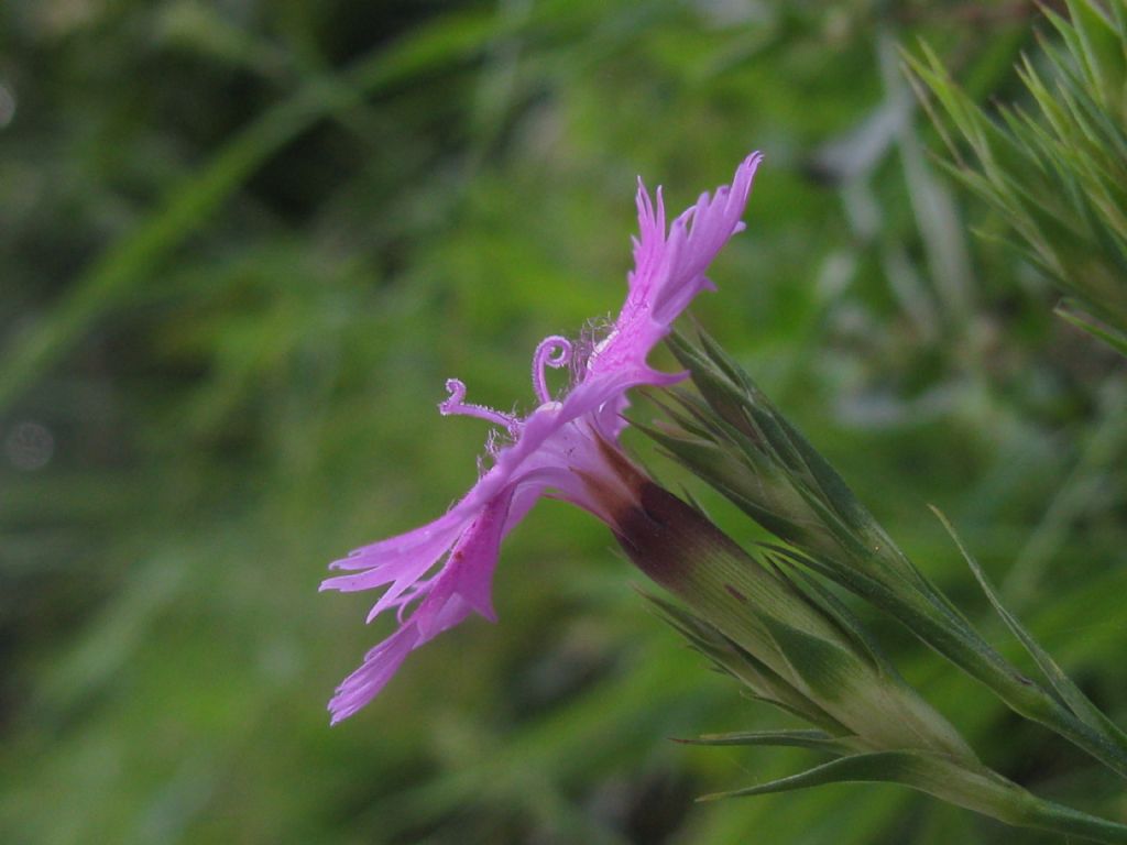 Dianthus seguieri