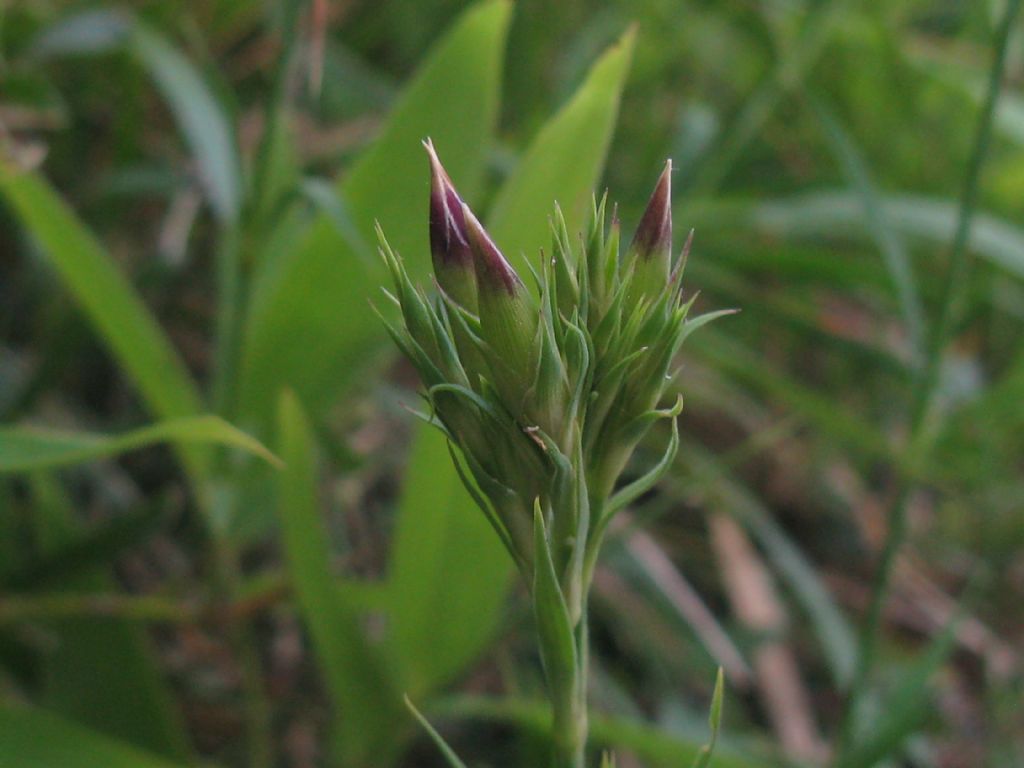 Dianthus seguieri