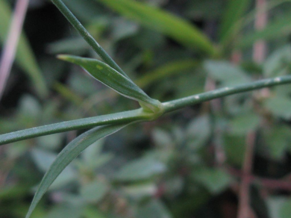 Dianthus seguieri