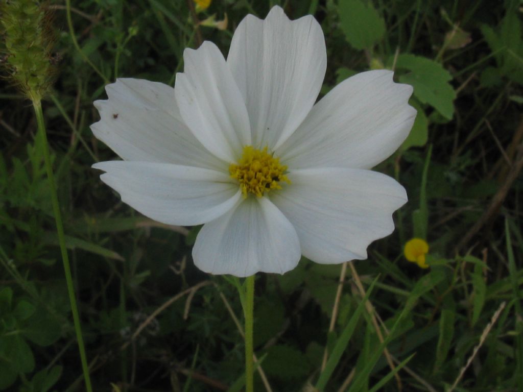 Bidens formosa (=Cosmos bipinnatus) / Cosmea