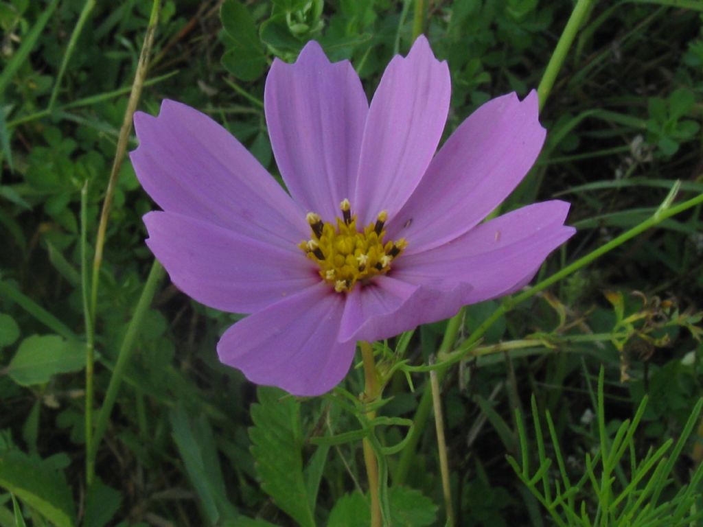 Bidens formosa (=Cosmos bipinnatus) / Cosmea