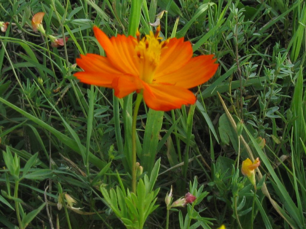 Bidens formosa (=Cosmos bipinnatus) / Cosmea