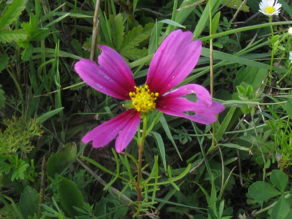 Bidens formosa (=Cosmos bipinnatus) / Cosmea