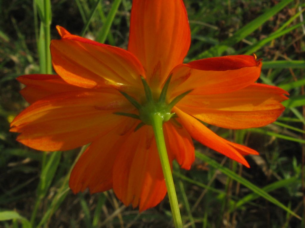 Bidens formosa (=Cosmos bipinnatus) / Cosmea