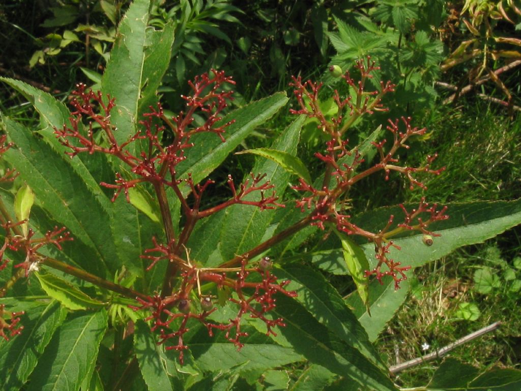 Sambucus ebulus?