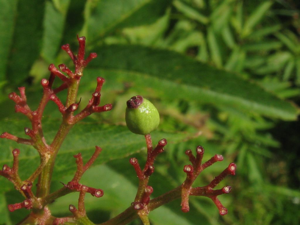 Sambucus ebulus?