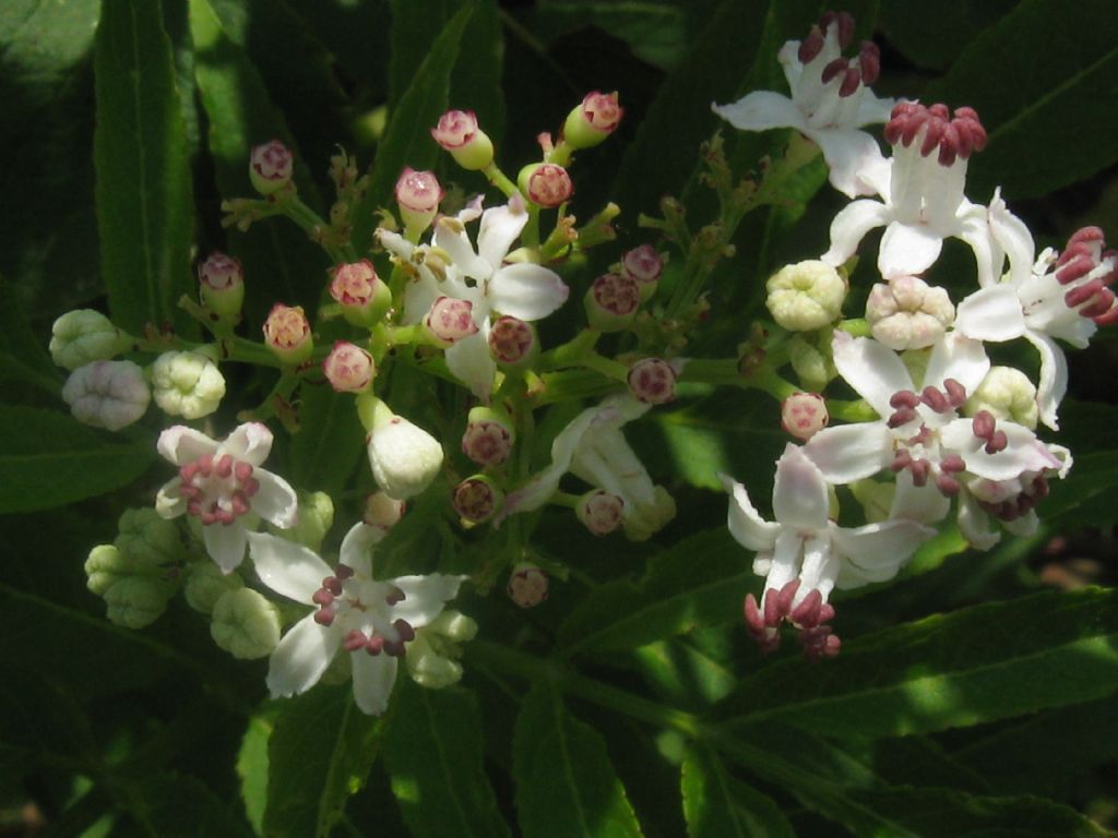 Sambucus ebulus?