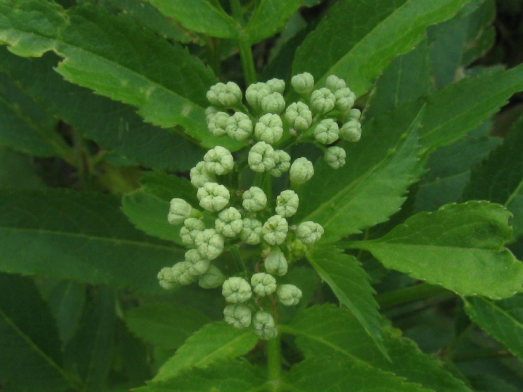 Sambucus ebulus?