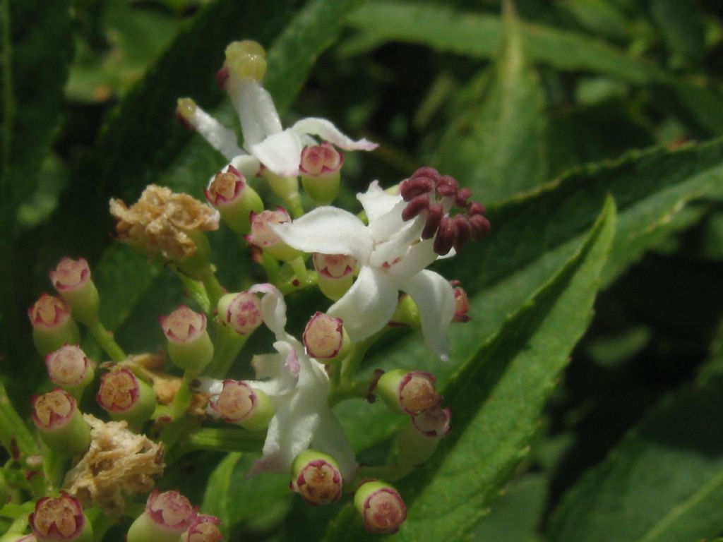 Sambucus ebulus?