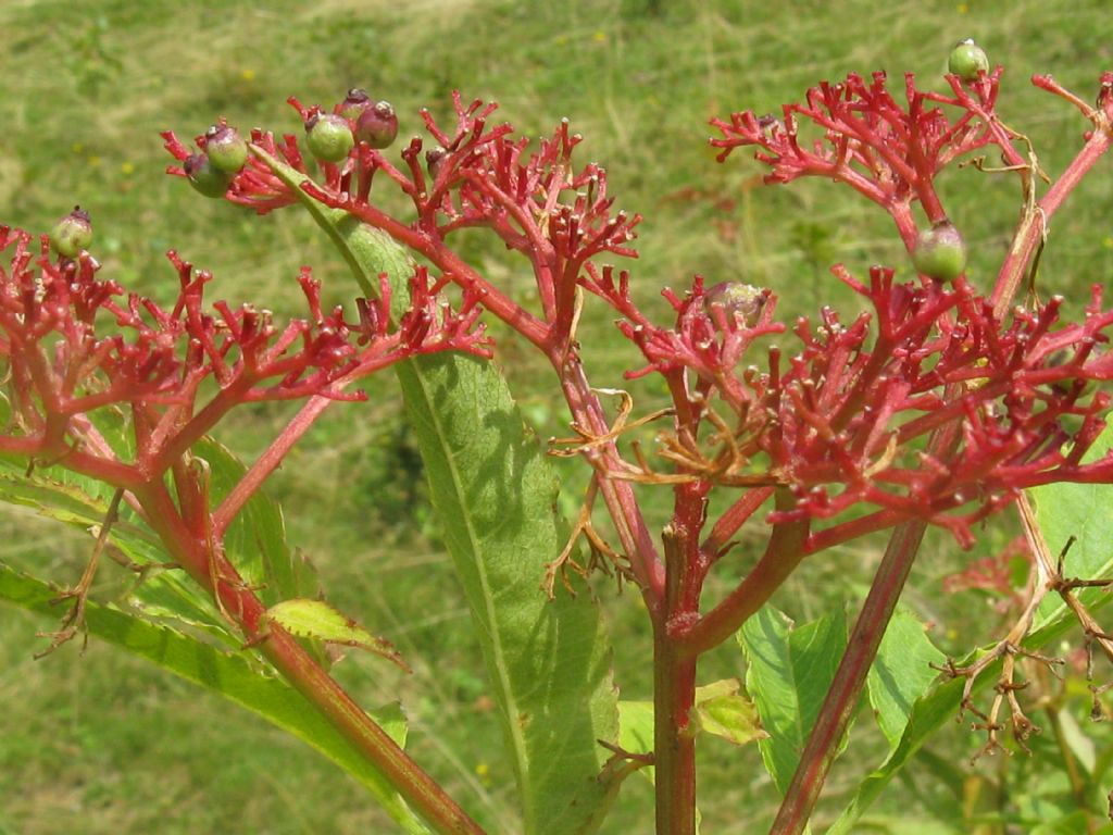 Sambucus ebulus?