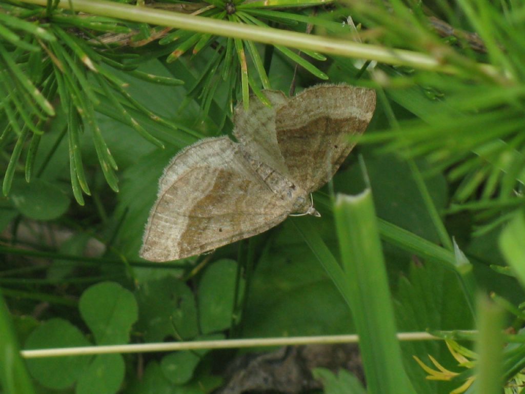 Geometridae...?  S, Scotopteryx chenopodiata