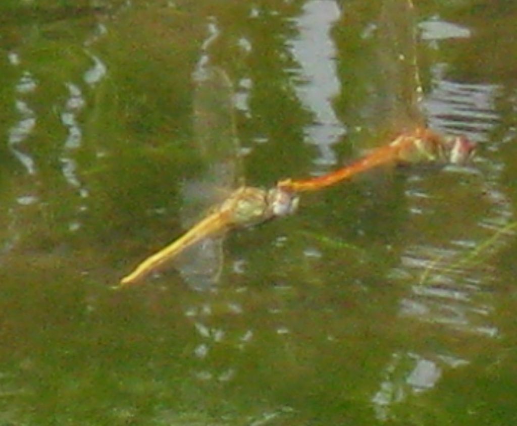 Coppia di Sympetrum sp.? S, di S. fonscolombii