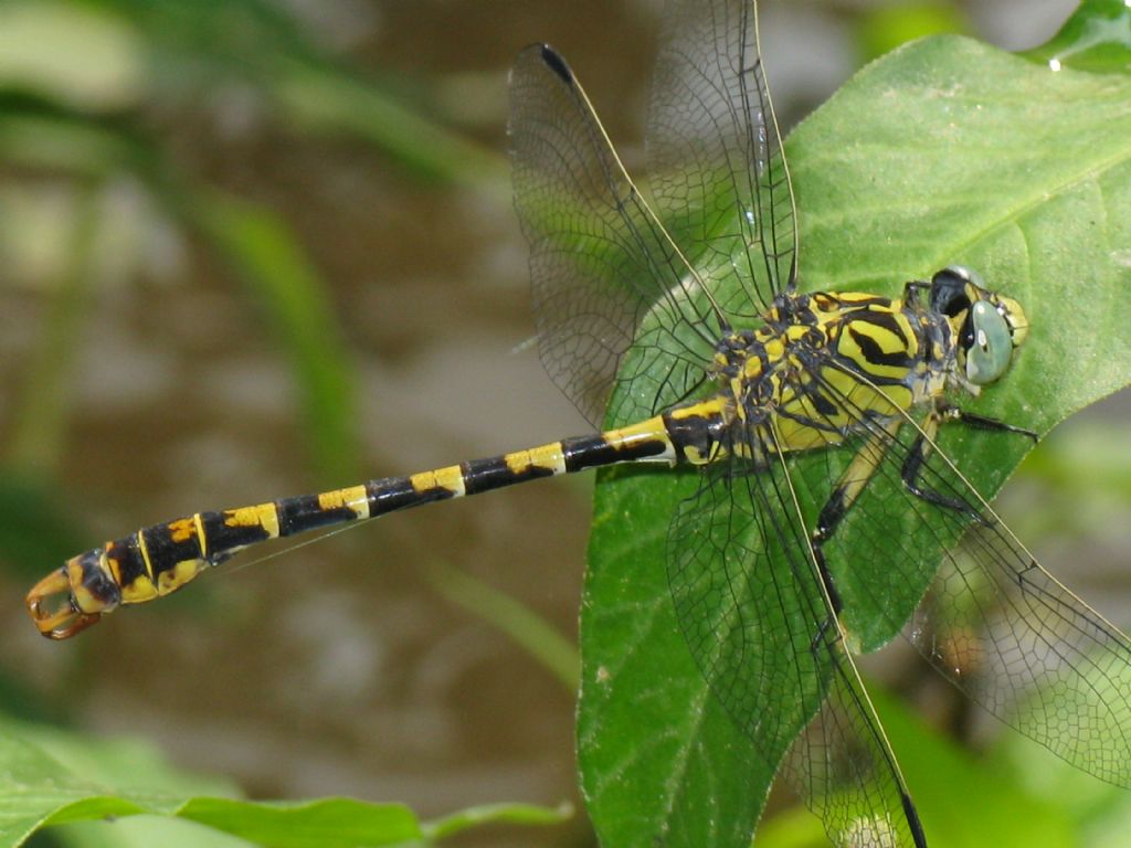 Onychogomphus forcipatus maschio...