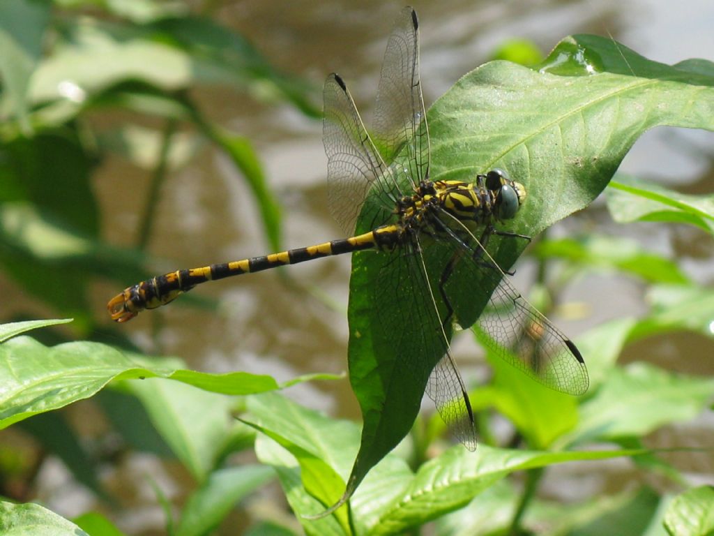 Onychogomphus forcipatus maschio...