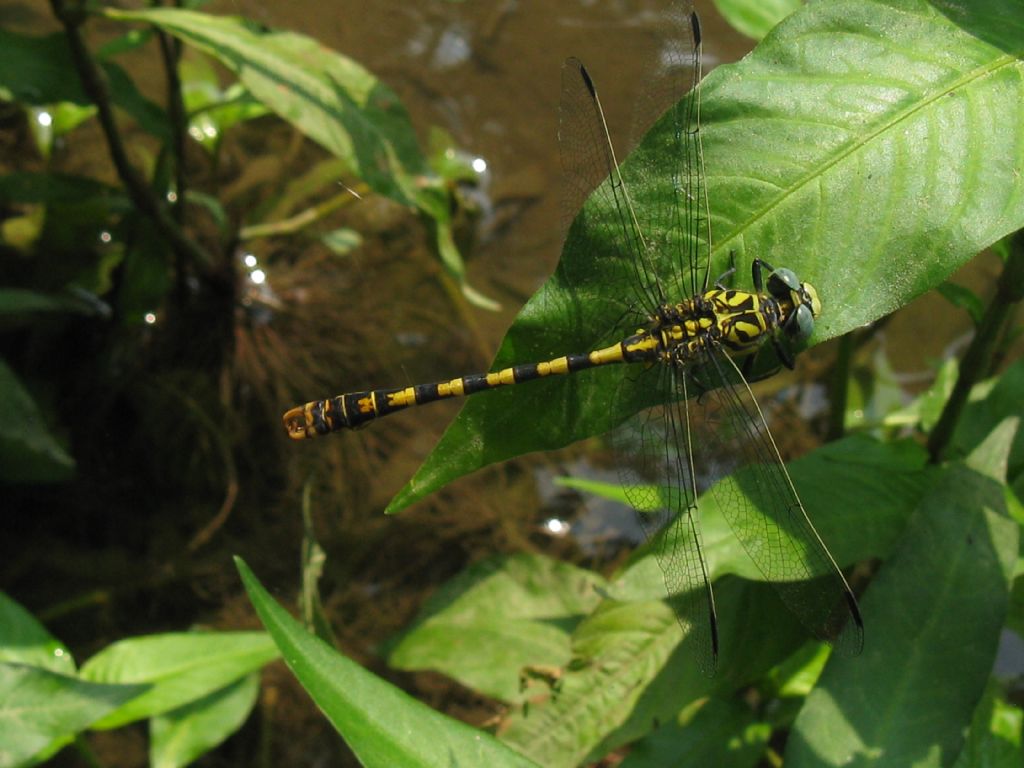 Onychogomphus forcipatus maschio...