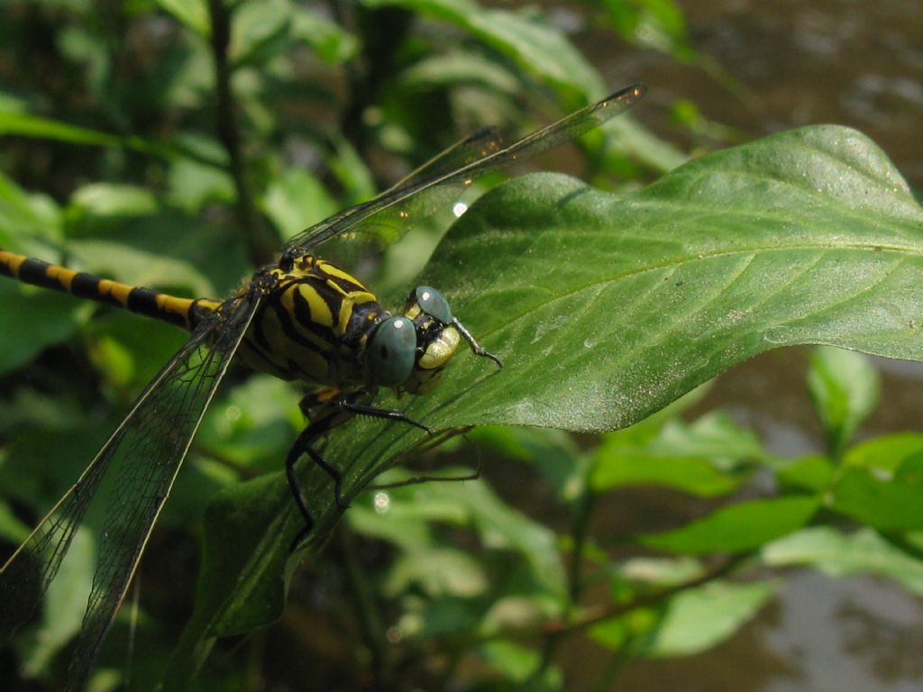 Onychogomphus forcipatus maschio...