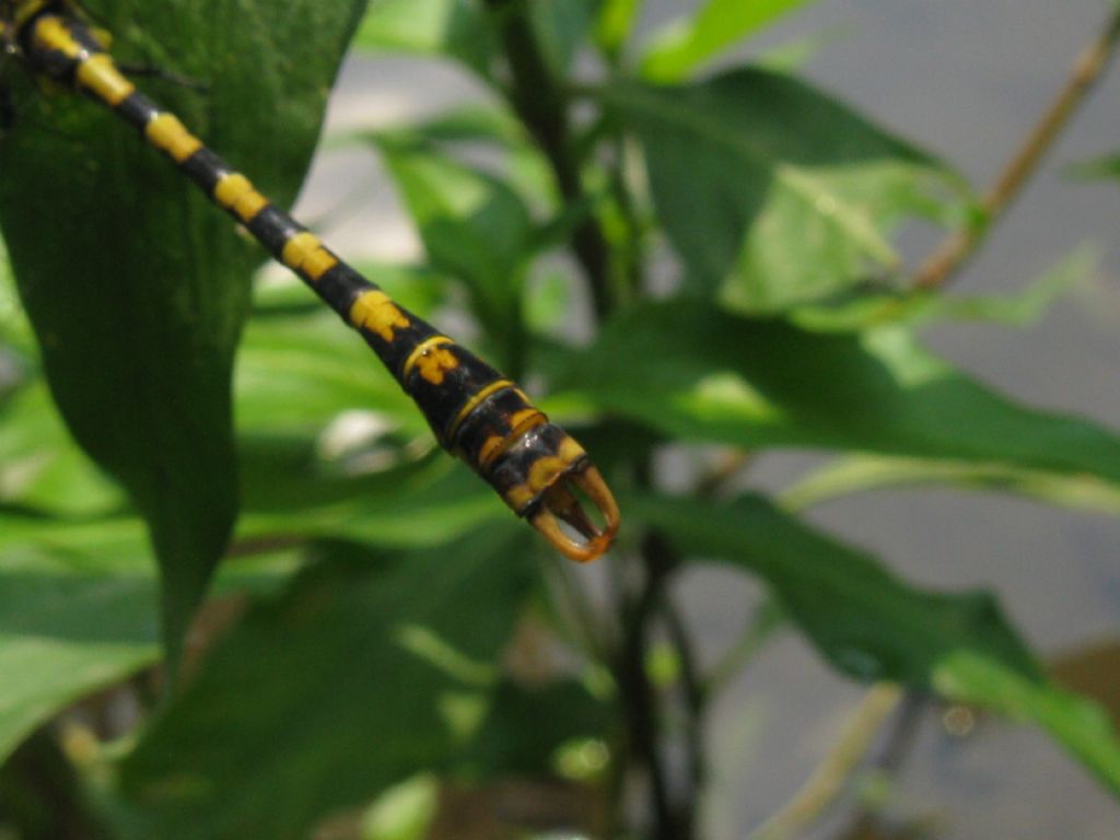 Onychogomphus forcipatus maschio...