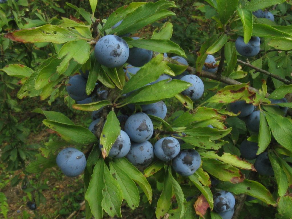 Prunus spinosa