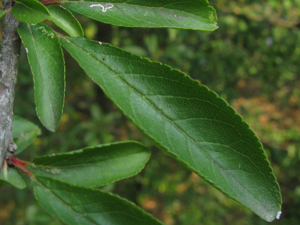 Prunus spinosa