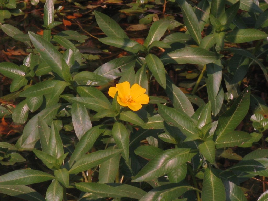 Ludwigia hexapetala (Onagraceae)