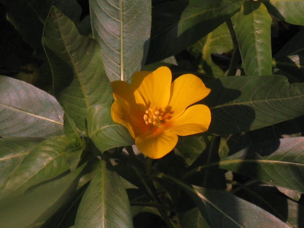 Ludwigia hexapetala (Onagraceae)