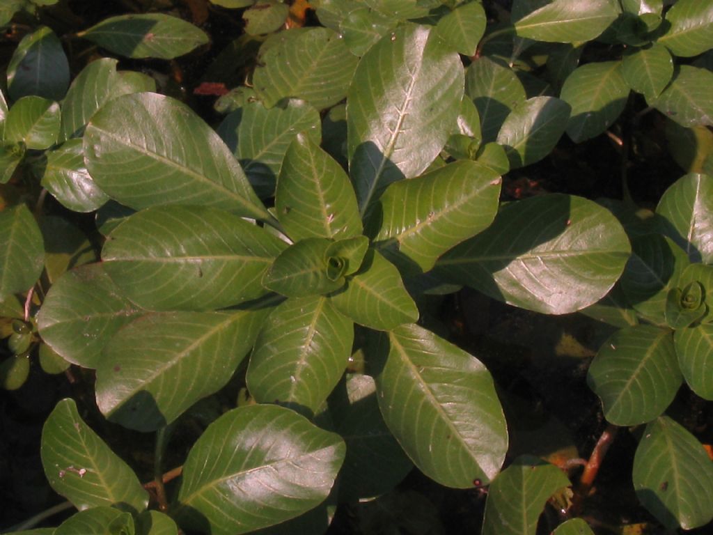 Ludwigia hexapetala (Onagraceae)