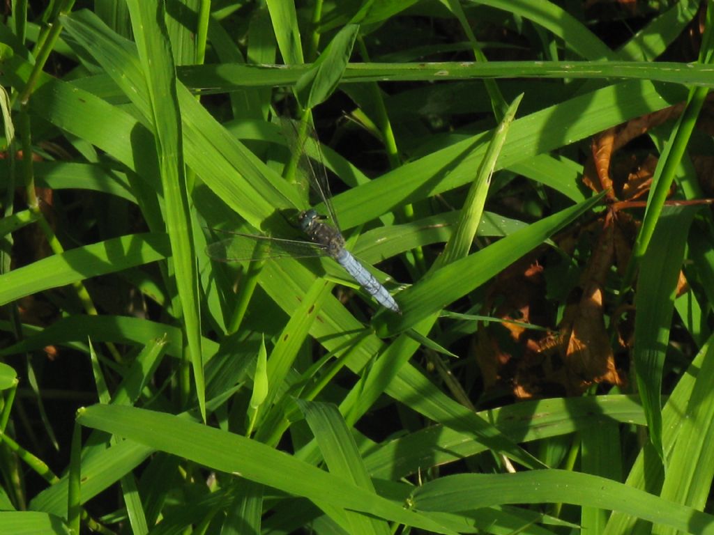 Orthetrum...? coerulescens