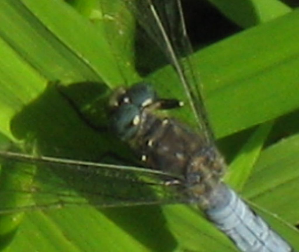 Orthetrum...? coerulescens