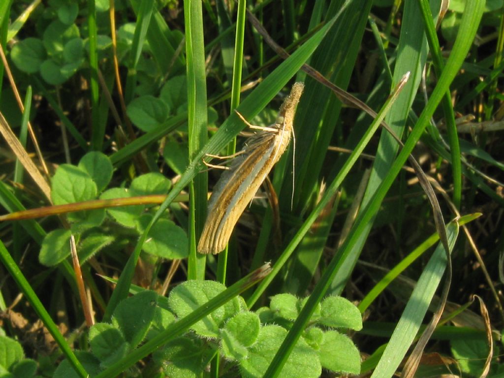 Agriphila...?