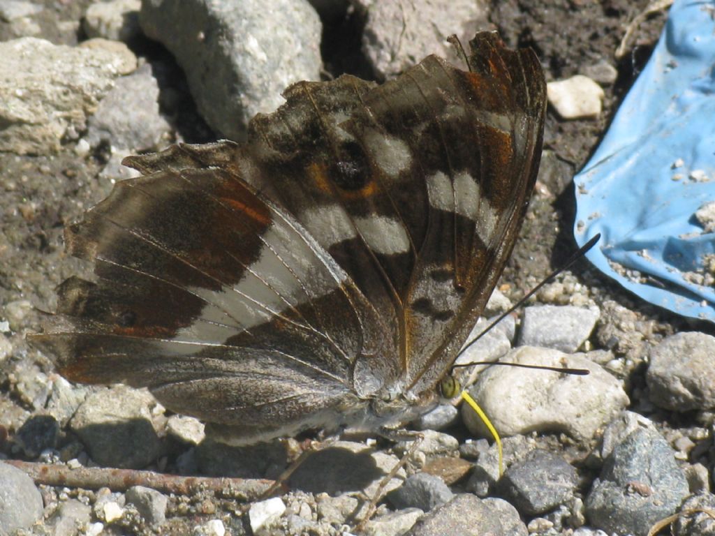 Nymphalidae...?  S, Apatura iris