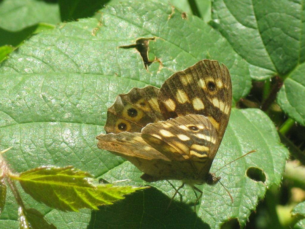 Pararge aegeria  (Nymphalidae Satyrinae)