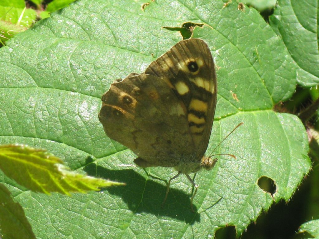 Pararge aegeria  (Nymphalidae Satyrinae)