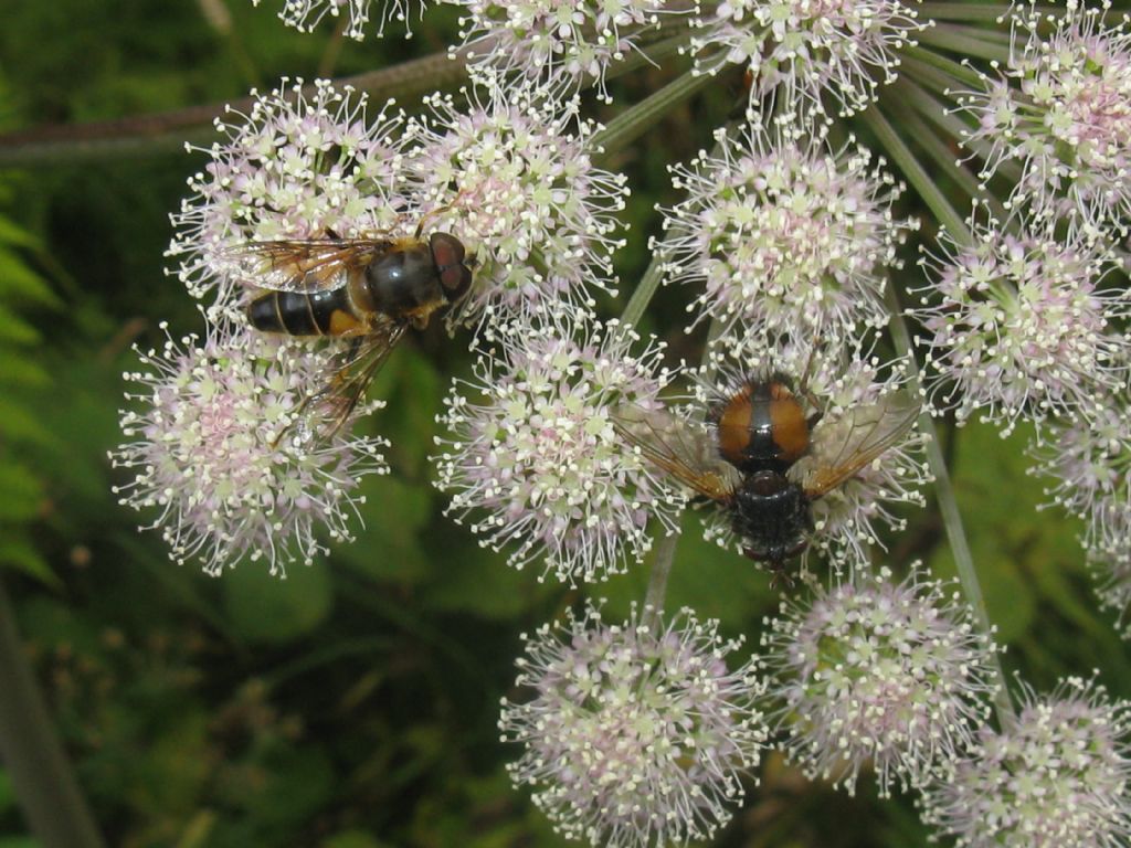 Tachina cfr. fera (Tachinidae) ed Eristalis sp. (Syrphidae)