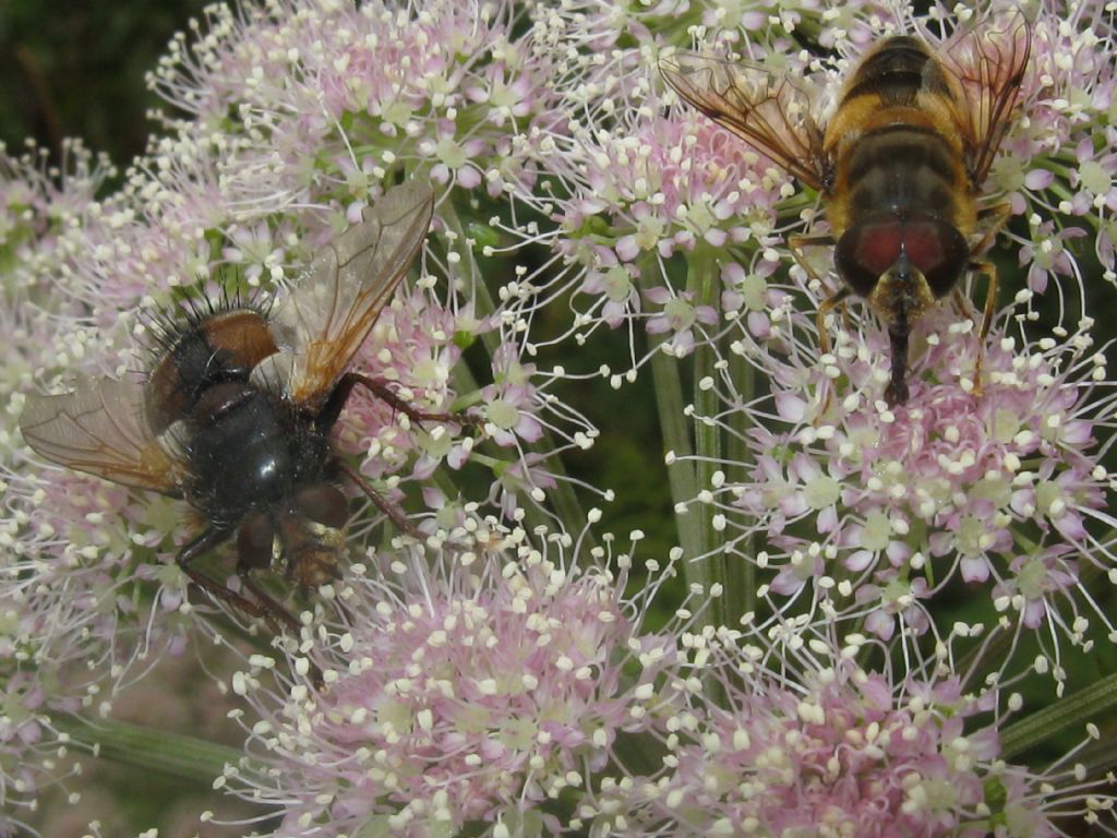 Tachina cfr. fera (Tachinidae) ed Eristalis sp. (Syrphidae)