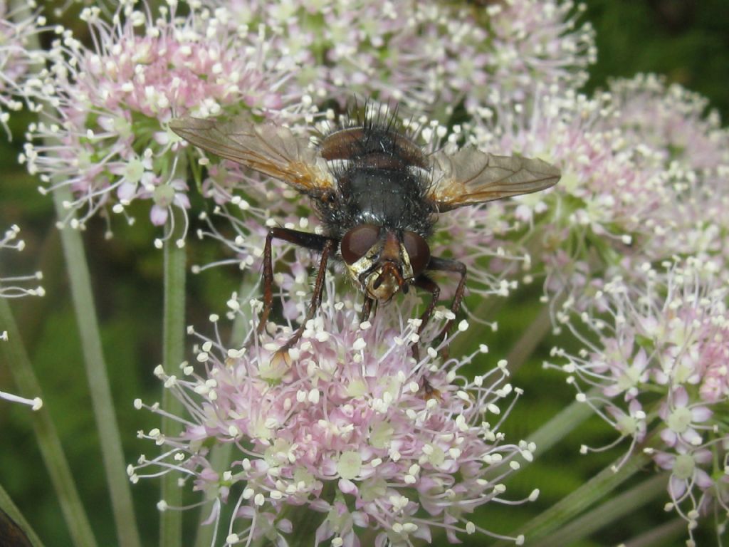 Tachina cfr. fera (Tachinidae) ed Eristalis sp. (Syrphidae)