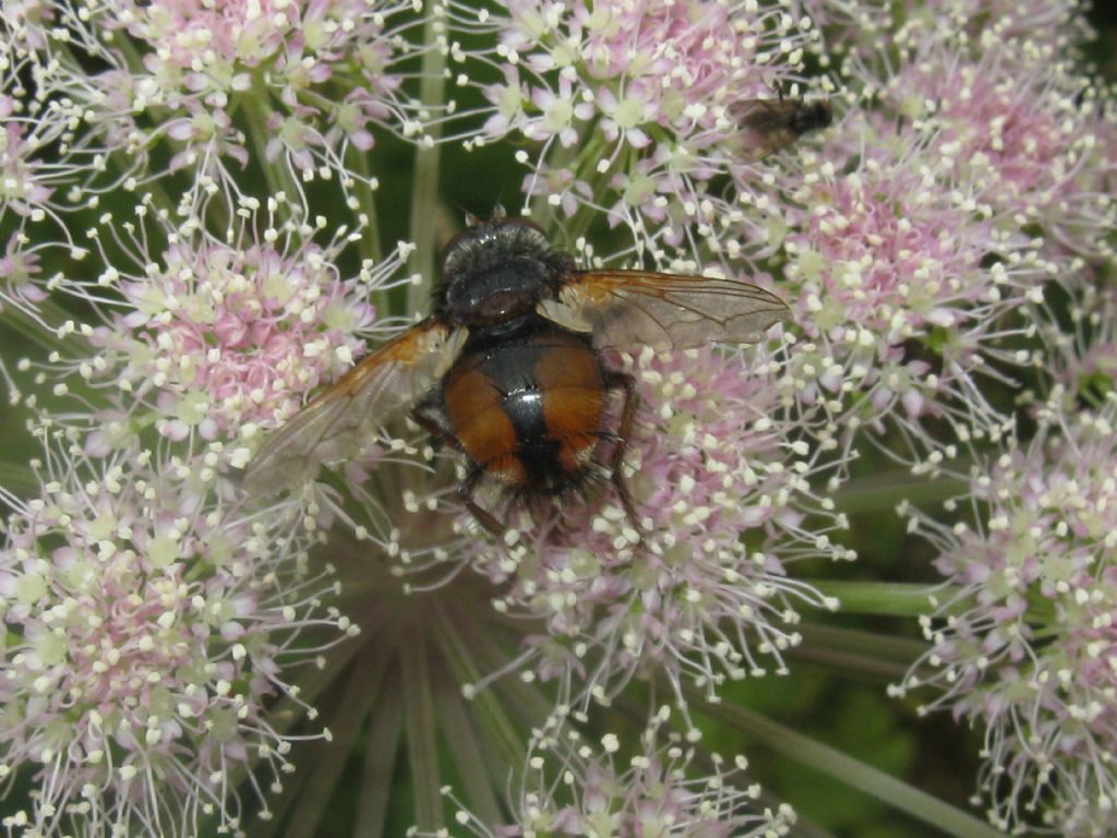 Tachina cfr. fera (Tachinidae) ed Eristalis sp. (Syrphidae)