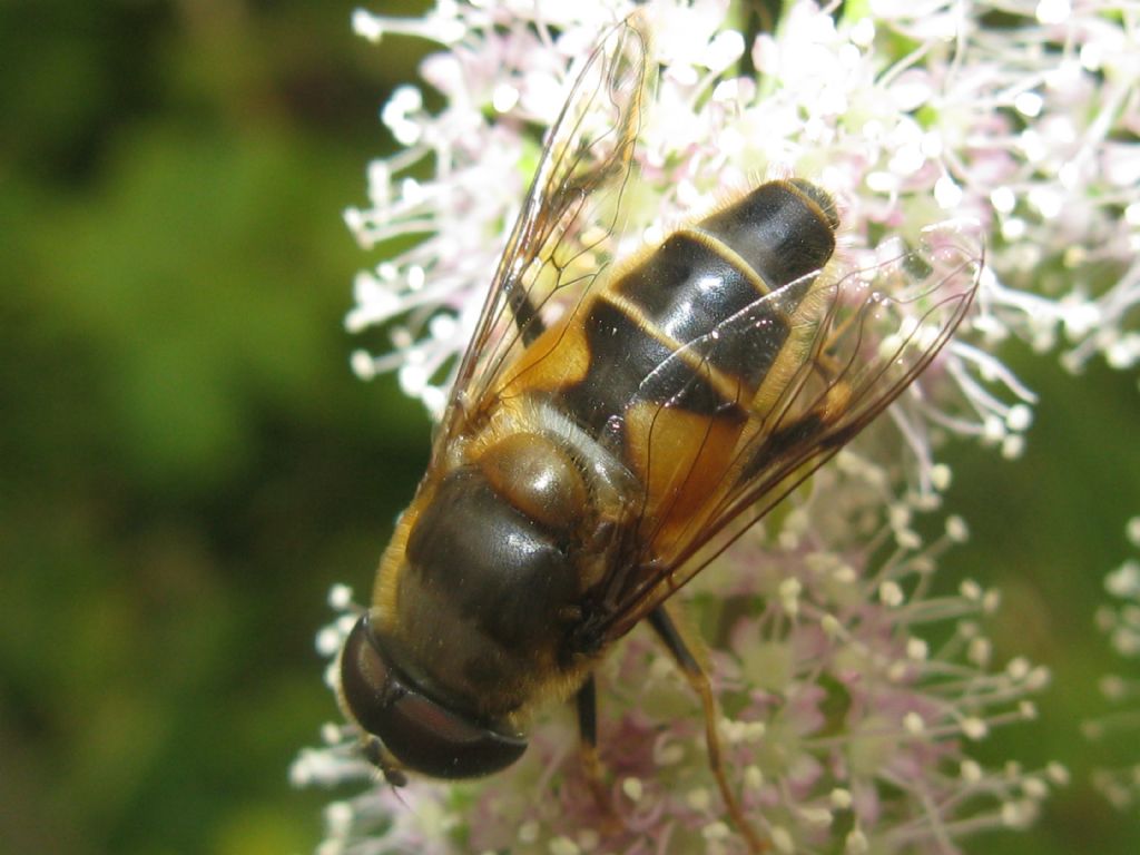 Tachina cfr. fera (Tachinidae) ed Eristalis sp. (Syrphidae)