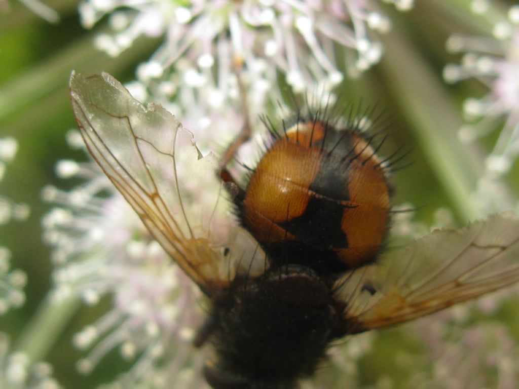 Tachina cfr. fera (Tachinidae) ed Eristalis sp. (Syrphidae)