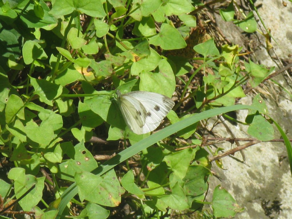 Pieris napi femmina?  S !