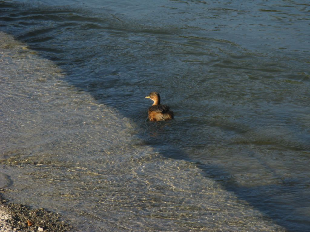 Tuffetto: Tachybaptus ruficollis