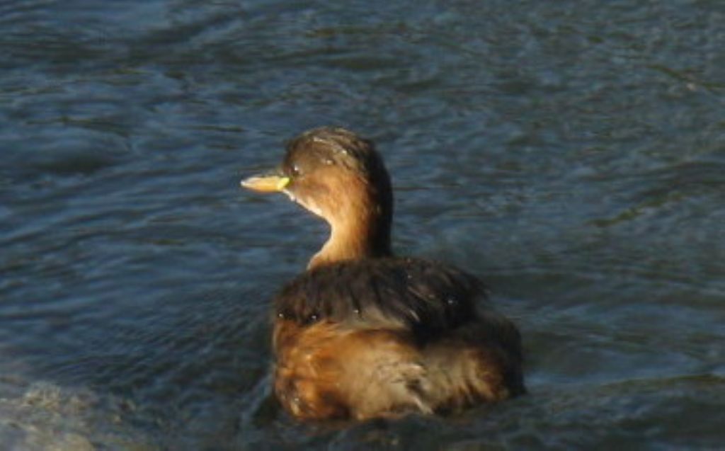 Tuffetto: Tachybaptus ruficollis