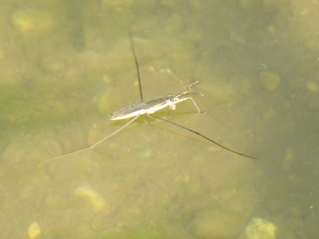 Gerridae: Aquarius paludum?  S !