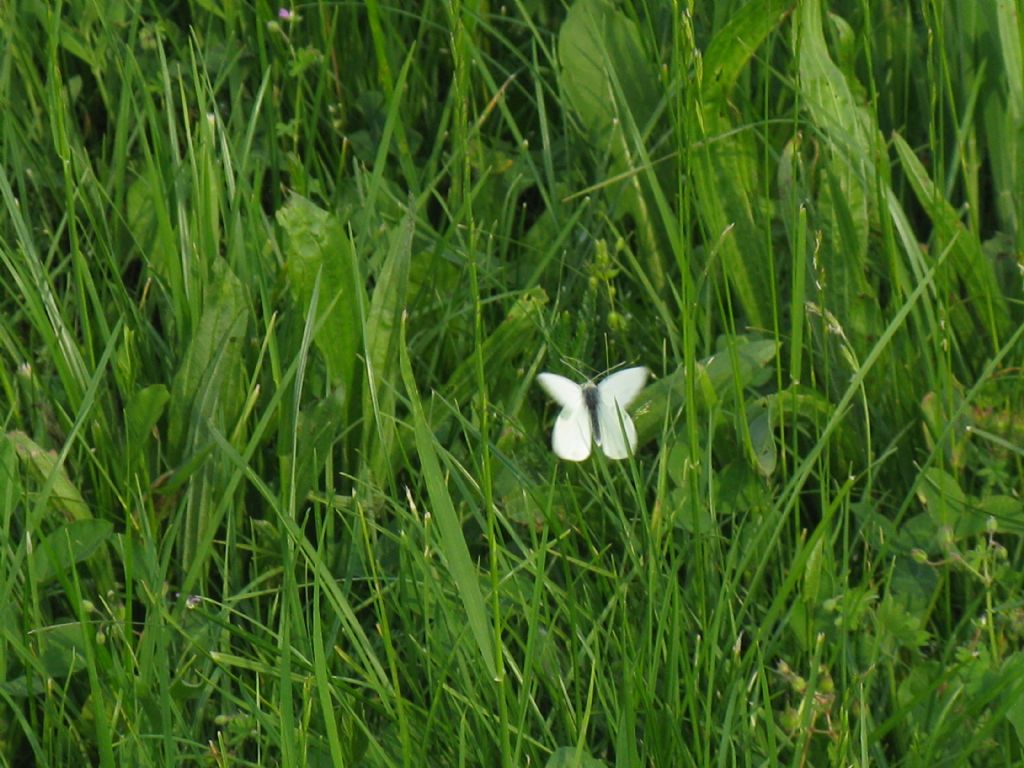 Pieris...?